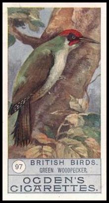 97 Green Woodpecker
